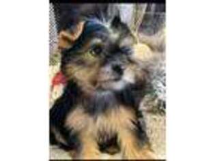 Yorkshire Terrier Puppy for sale in Portales, NM, USA