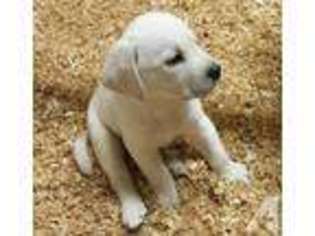 Labrador Retriever Puppy for sale in HIGHLAND, CA, USA