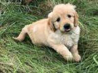 Goldendoodle Puppy for sale in Ellsworth, WI, USA