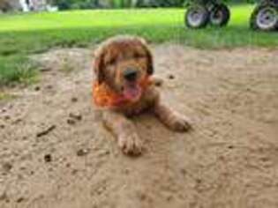 Goldendoodle Puppy for sale in Siloam Springs, AR, USA