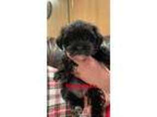 Maltese Puppy for sale in Niles, IL, USA