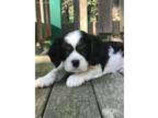 Cavalier King Charles Spaniel Puppy for sale in Somerville, TN, USA