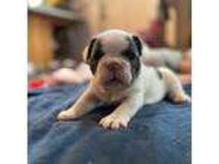 French Bulldog Puppy for sale in Wrightstown, WI, USA