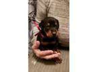 Doberman Pinscher Puppy for sale in Eugene, OR, USA