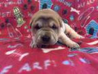 Mutt Puppy for sale in Fayetteville, NC, USA