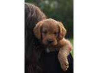 Labradoodle Puppy for sale in London, OH, USA