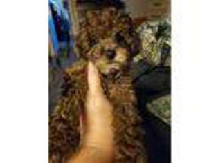Cavapoo Puppy for sale in Cleveland, TN, USA