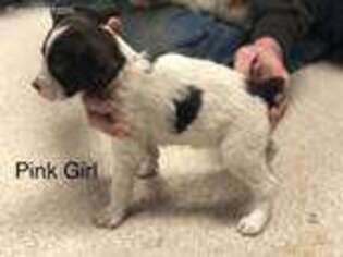 Brittany Puppy for sale in Centerville, IA, USA