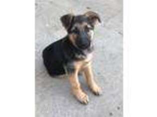 German Shepherd Dog Puppy for sale in Germantown, OH, USA
