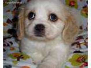 Cavalier King Charles Spaniel Puppy for sale in Sparta, TN, USA