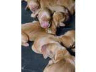 Golden Retriever Puppy for sale in Moriarty, NM, USA