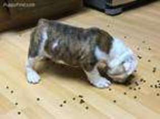 Bulldog Puppy for sale in Snohomish, WA, USA