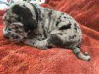 Great Dane Puppy for sale in Frankford, DE, USA