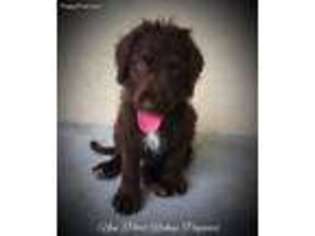 Labradoodle Puppy for sale in New Port Richey, FL, USA