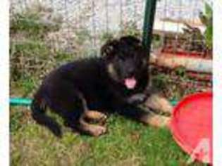 German Shepherd Dog Puppy for sale in DEWY ROSE, GA, USA