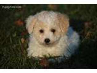 Mutt Puppy for sale in Cedar Springs, MI, USA
