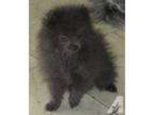 Pomeranian Puppy for sale in DEER PARK, WA, USA