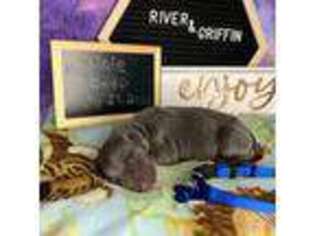 Doberman Pinscher Puppy for sale in Cullman, AL, USA