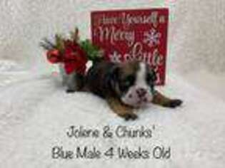 Bulldog Puppy for sale in Dinwiddie, VA, USA