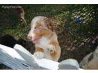 Australian Shepherd Puppy for sale in Spring Hill, FL, USA