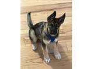 Native American Indian Dog Puppy for sale in New Hampton, NH, USA