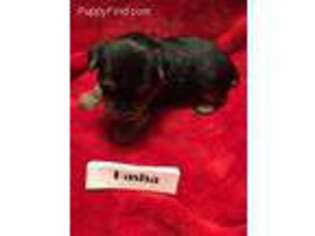 Yorkshire Terrier Puppy for sale in Arizona City, AZ, USA