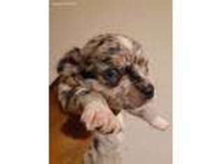 Mutt Puppy for sale in Long Branch, NJ, USA