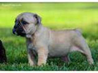 French Bulldog Puppy for sale in Pell City, AL, USA