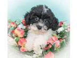 Schnoodle (Standard) Puppy for sale in East Sparta, OH, USA