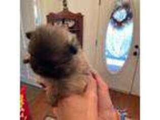 Pomeranian Puppy for sale in Campbellsville, KY, USA