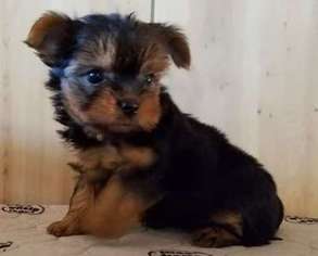 Mutt Puppy for sale in North Franklin, CT, USA