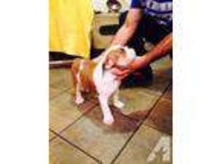 Bulldog Puppy for sale in HIGH POINT, NC, USA