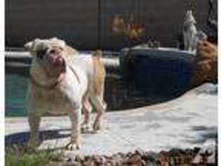 Olde English Bulldogge Puppy for sale in PHOENIX, AZ, USA