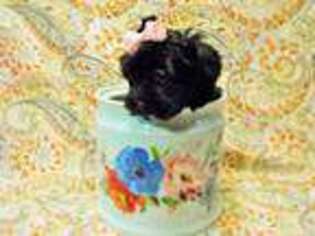 Coton de Tulear Puppy for sale in Burnsville, MN, USA