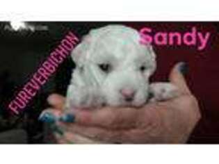 Bichon Frise Puppy for sale in Shamong, NJ, USA