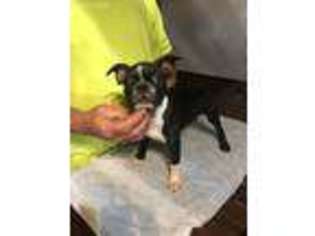 Boston Terrier Puppy for sale in Benton, IL, USA