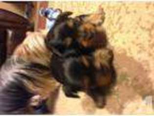 Yorkshire Terrier Puppy for sale in KEITHVILLE, LA, USA
