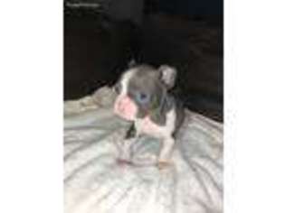 Boston Terrier Puppy for sale in Wichita, KS, USA