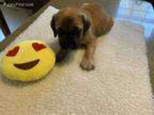 Mastiff Puppy for sale in Dayton, OH, USA