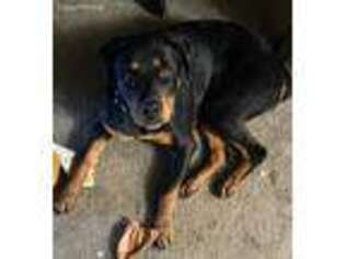 Rottweiler Puppy for sale in Bellville, OH, USA