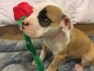 American Bulldog Puppy for sale in Mascotte, FL, USA