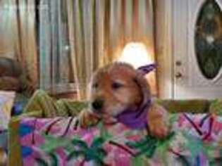 Golden Retriever Puppy for sale in Burkburnett, TX, USA
