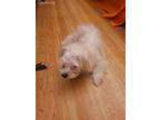 Maltese Puppy for sale in Brooklyn, NY, USA