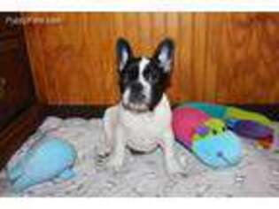French Bulldog Puppy for sale in Newton, NC, USA