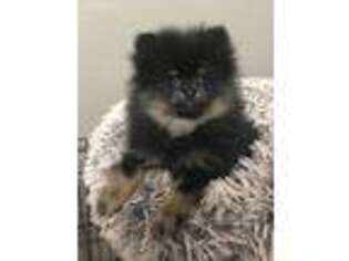 Pomeranian Puppy for sale in Minooka, IL, USA