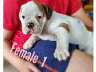 Bulldog Puppy for sale in Citra, FL, USA