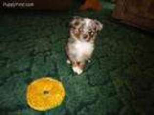 Miniature Australian Shepherd Puppy for sale in Norwood, LA, USA