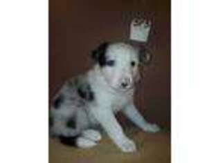 Border Collie Puppy for sale in Myakka City, FL, USA