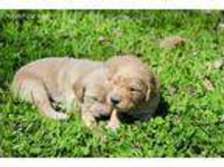 Golden Retriever Puppy for sale in Travelers Rest, SC, USA