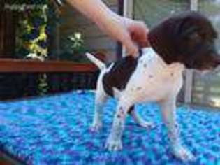 German Shorthaired Pointer Puppy for sale in West Bend, WI, USA